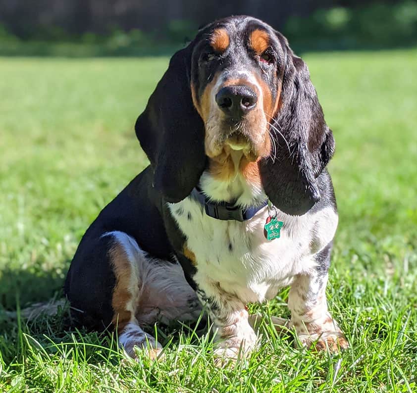 Capitol Hill Dog Walking - Saving Grace Pet Care