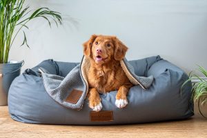 Four Myths about Professional Pet Care