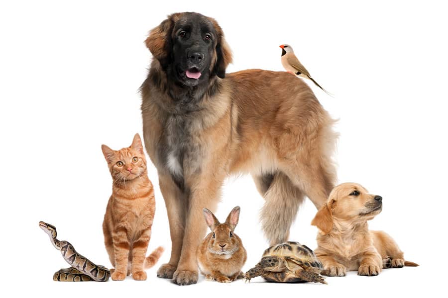 How to Know Which Pet is Best for Your Family