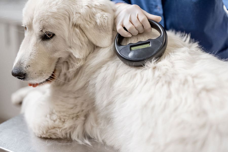 Pros and Cons to Getting Your Pet Microchipped